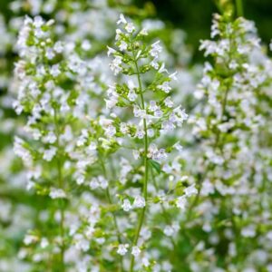 Calamintha nepeta 'Triumphator'; naiste-kivimünt 'Triumphator'