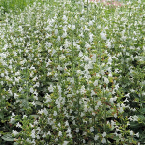 Calamintha sylvatica 'Menthe'; mets-kivimünt 'Menthe'