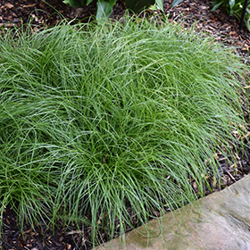 Carex remota; varjutarn