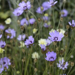 Catananche caerulea; sinine sahinlill