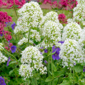 Centranthus ruber 'Albus'; punane kannuslill 'Albus'