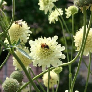 Cephalaria gigantea; suur kugarpea