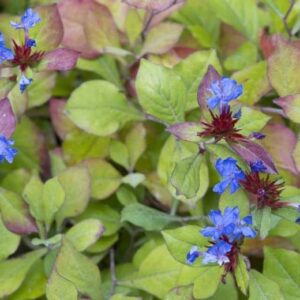 Ceratostigma plumbaginoides; tina-sarvjuur