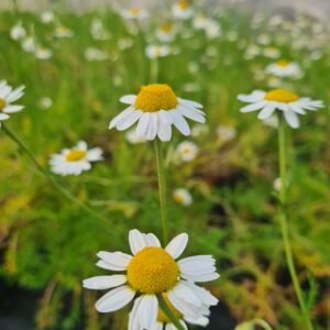 Chamaemelum nobile; vääris-vaipkakar