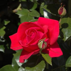 Roosa Rosa Rose 'Cl. Red Flame'