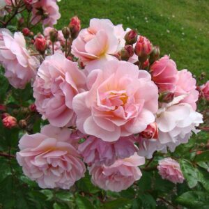 Roosa Rosa Rose 'Cornelia'