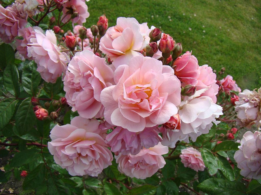 Roosa Rosa Rose 'Cornelia'