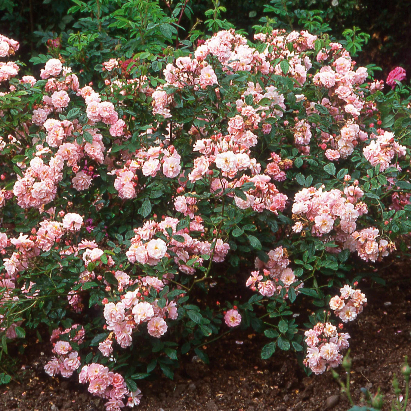 Roosa Rosa Rose 'Cornelia'