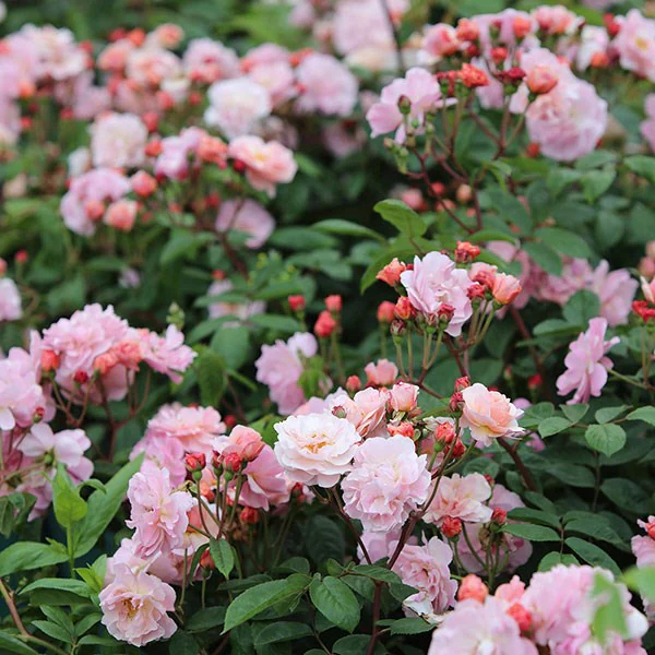 Roosa Rosa Rose 'Cornelia'