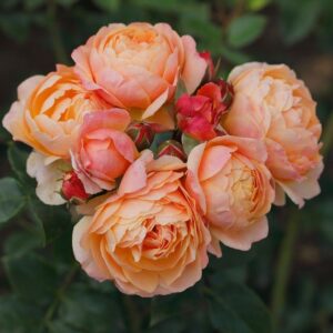 Roos Rose 'Creme Brulee'