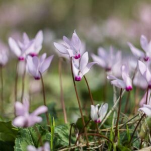 Cyclamen hederifolium; naapoli alpikann
