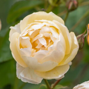 Roos Rose 'Dannahue'