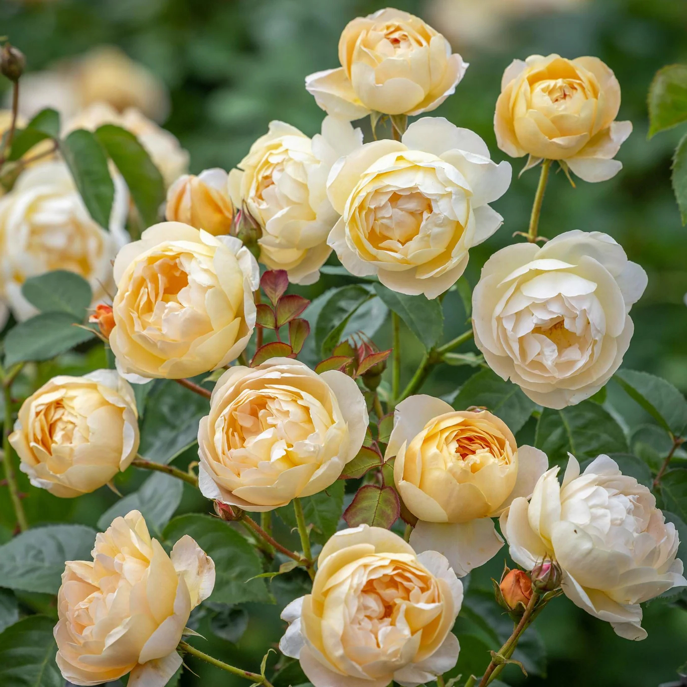 Roos Rose 'Dannahue'