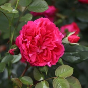Roos Rose 'Deep Love'