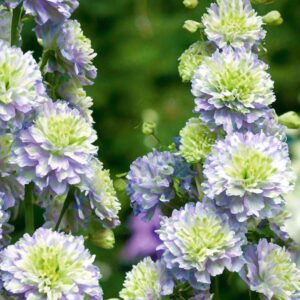 Delphinium elatum ‘Highlander MoonLight’; kõrge kukekannus 'Highlander MoonLight'