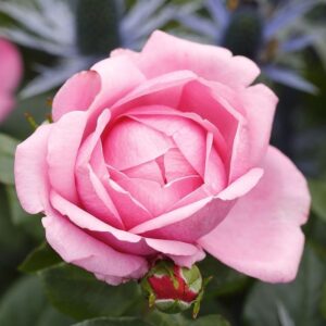 Roos Rosa Rose 'Desiree'