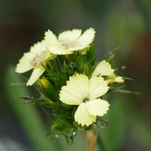 Dianthus knappi; Knappi nelk