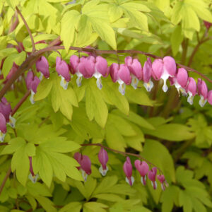 Dicentra spectabilis 'Yellow Leaf'; harilik murtudsüa 'Yellow leaf'