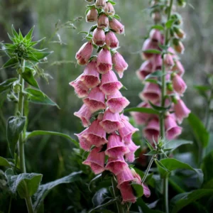 Digitalis 'Mertonensis'; sõrmkübar 'Mertonensis'