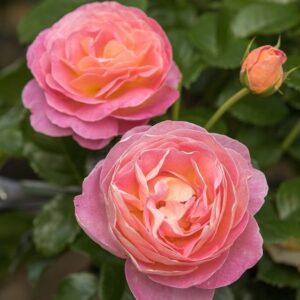 Roos Rosa Rose 'Dornburger Schlossrose'