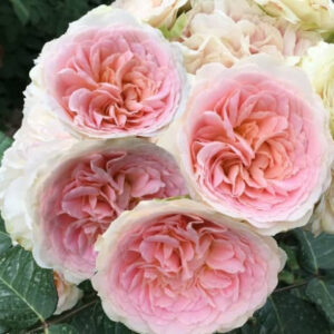 Roos Rosa Rose 'Douceur de Vivre'