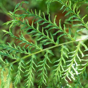 Dryopteris filix-mas 'Linearis Polydactyla'; maarja-sõnajalg 'Linearis Polydactyla'