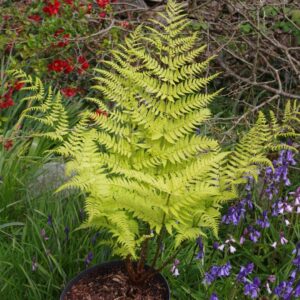 Dryopteris stewartii; sõnajalg