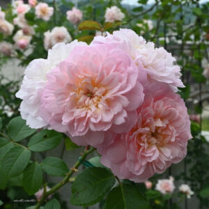 Roos Rosa Rose Elizabeth