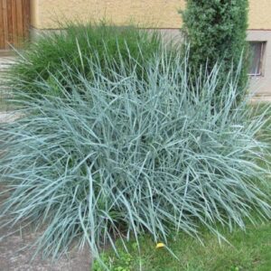 Elymus arenarius; liiv-vareskaer