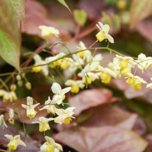 Epimedium x versicolor 'Sulphureum'; mitmevärviline epimeedium 'Sulphureum'