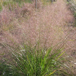 Eragrostis trichodes; liiv-lembehein