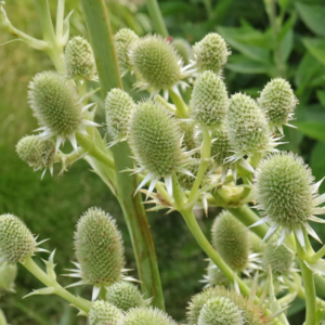 Eryngium agavifolium; agaavilehine ogaputk