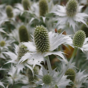 Eryngium giganteum; hiid-ogaputk