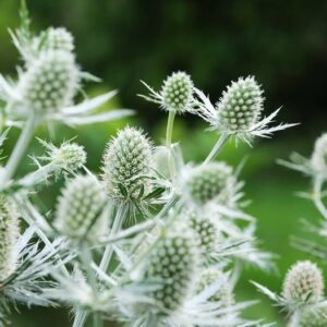 Eryngium planum 'Magical White Lagoon'; lamedalehine ogaputk 'Magical White Lagoon'