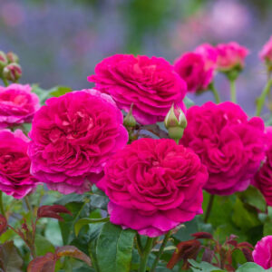 Roos Rosa Rose 'Gabriel Oak'