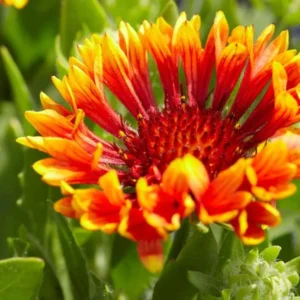 Gaillardia 'Fanfare Blaze'; suureõieline mõrsjalill 'Fanfare Blaze'