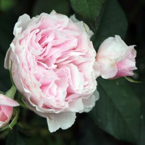 Roos Rosa Rose 'Gartenträume'