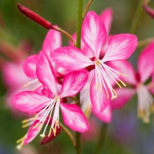 Gaura lindheimeri 'Rosy Jane'; harilik kalevikepp 'Rosy Jane'