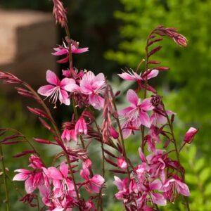 Gaura lindheimeri 'Siskiyou Pink'; harilik kalevikepp 'Siskiyou Pink'