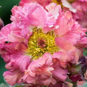 Geum 'Bohema Pink'; mõõl 'Bohema Pink'