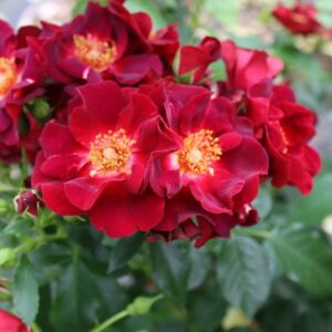 Roos Rosa Rose 'Gotha 1250'