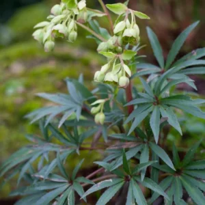 Helleborus foetidus 'Wester Flisk'; vinav lumeroos 'Wester Flisk'