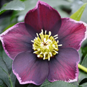 Helleborus orientalis 'Aubergine'; kaukaasia lumeroos 'Aubergine'