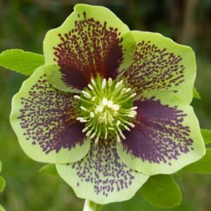 Helleborus orientalis 'Green Spotted'; kaukaasia lumeroos 'Green Spotted'