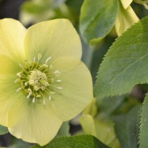 Helleborus orientalis 'Yellow Lady'; kaukaasia lumeroos 'Yellow Lady'