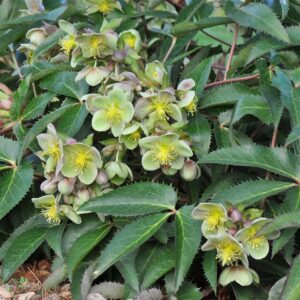 Helleborus sternii; lumeroos