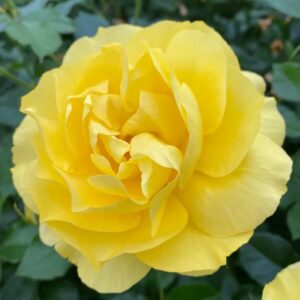 Roos rosa rose 'Here comes the sun'