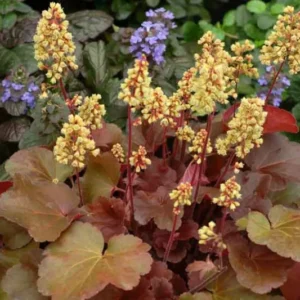 Heuchera 'Blondie'; helmikpööris 'Blondie'