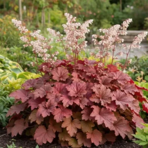 Heuchera 'Bloody Dinosaur'; helmikpööris 'Bloody Dinosaur'