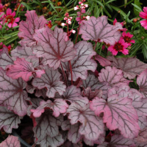 Heuchera 'Sugar Berry'; helmikpööris 'Sugar Berry'